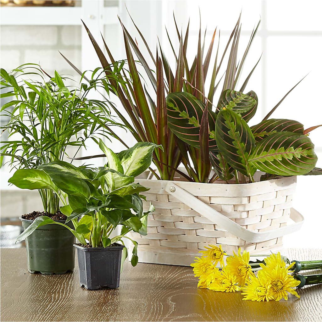 Florist Designed Blooming and Green Plants in a Basket – Main Street Floral, Superior NE