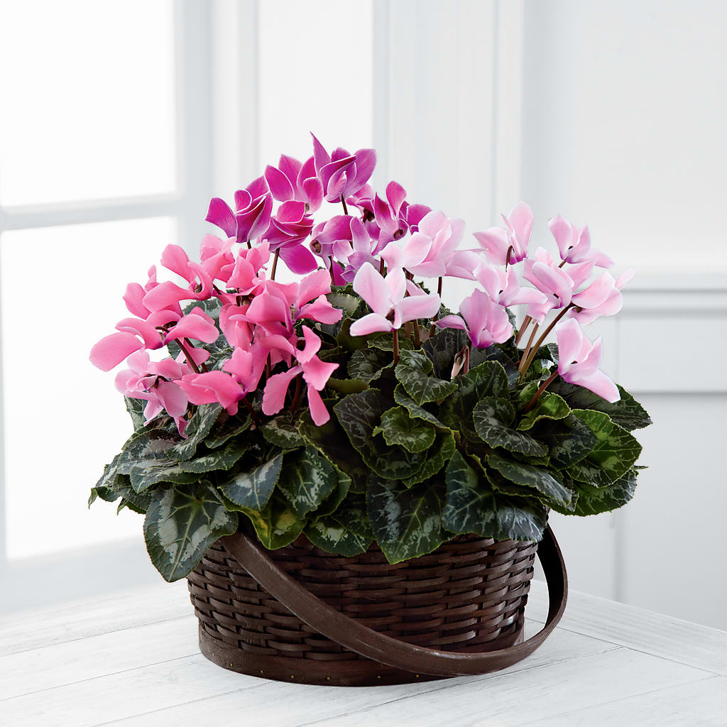Mixed Cyclamen Planter – Main Street Floral, Superior NE