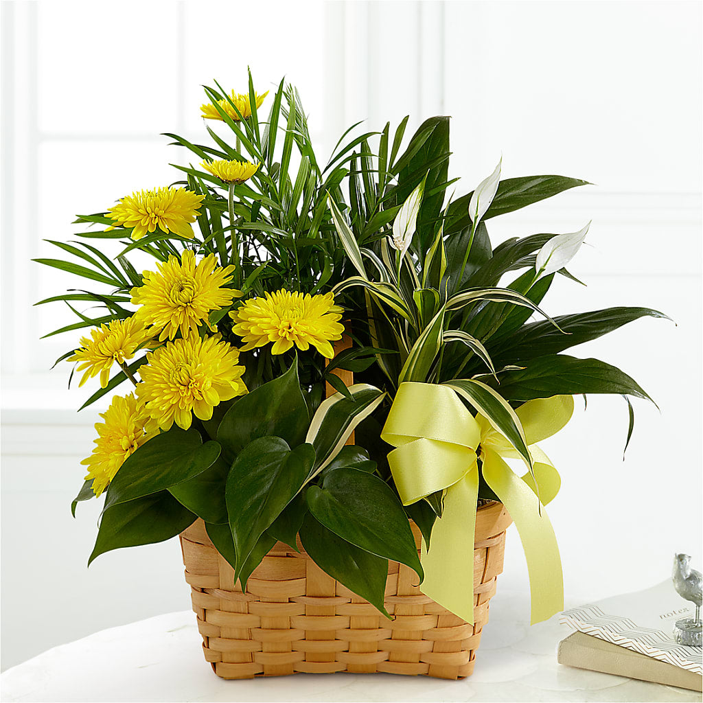 Loving Light Dishgarden – Main Street Floral, Superior NE