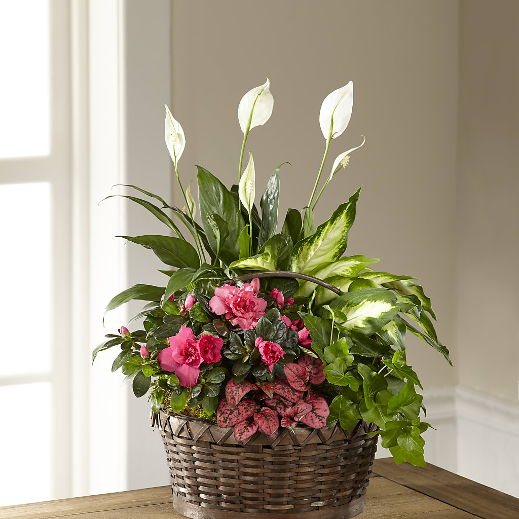 Dream in Pink Dishgarden – Main Street Floral, Superior NE