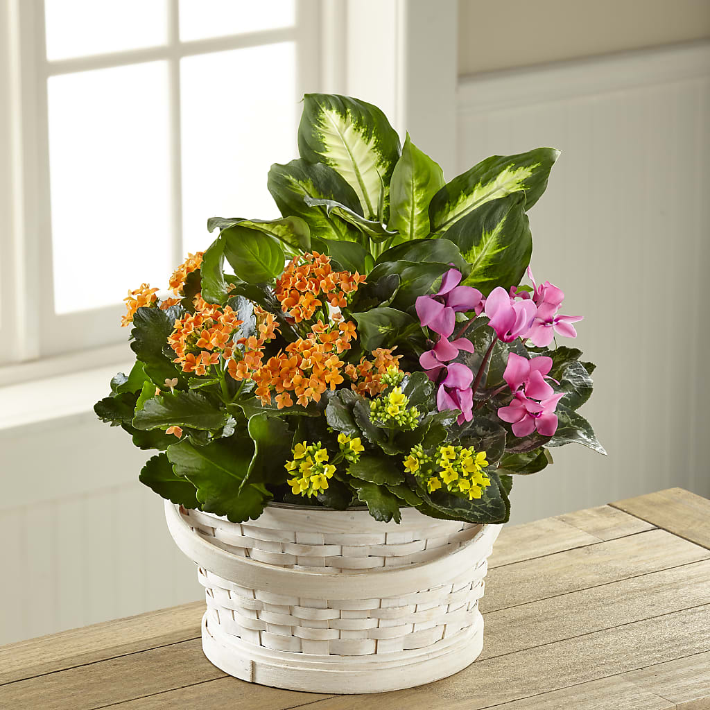 Color Crush Dishgarden – Main Street Floral, Superior NE