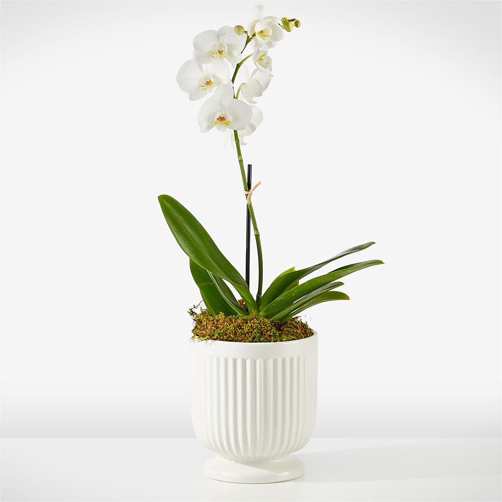 Whispering White Orchid – Main Street Floral, Superior NE
