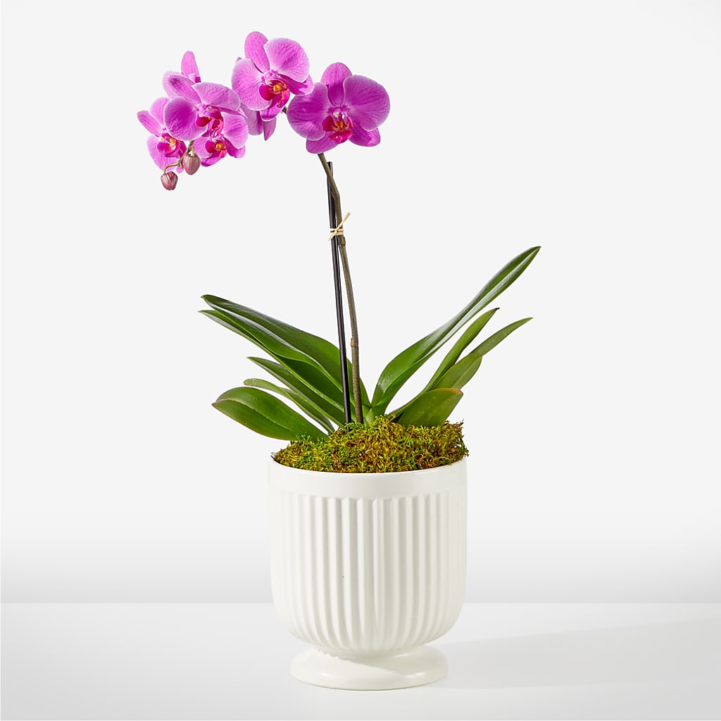 Friendly Fuchsia Orchid – Main Street Floral, Superior NE