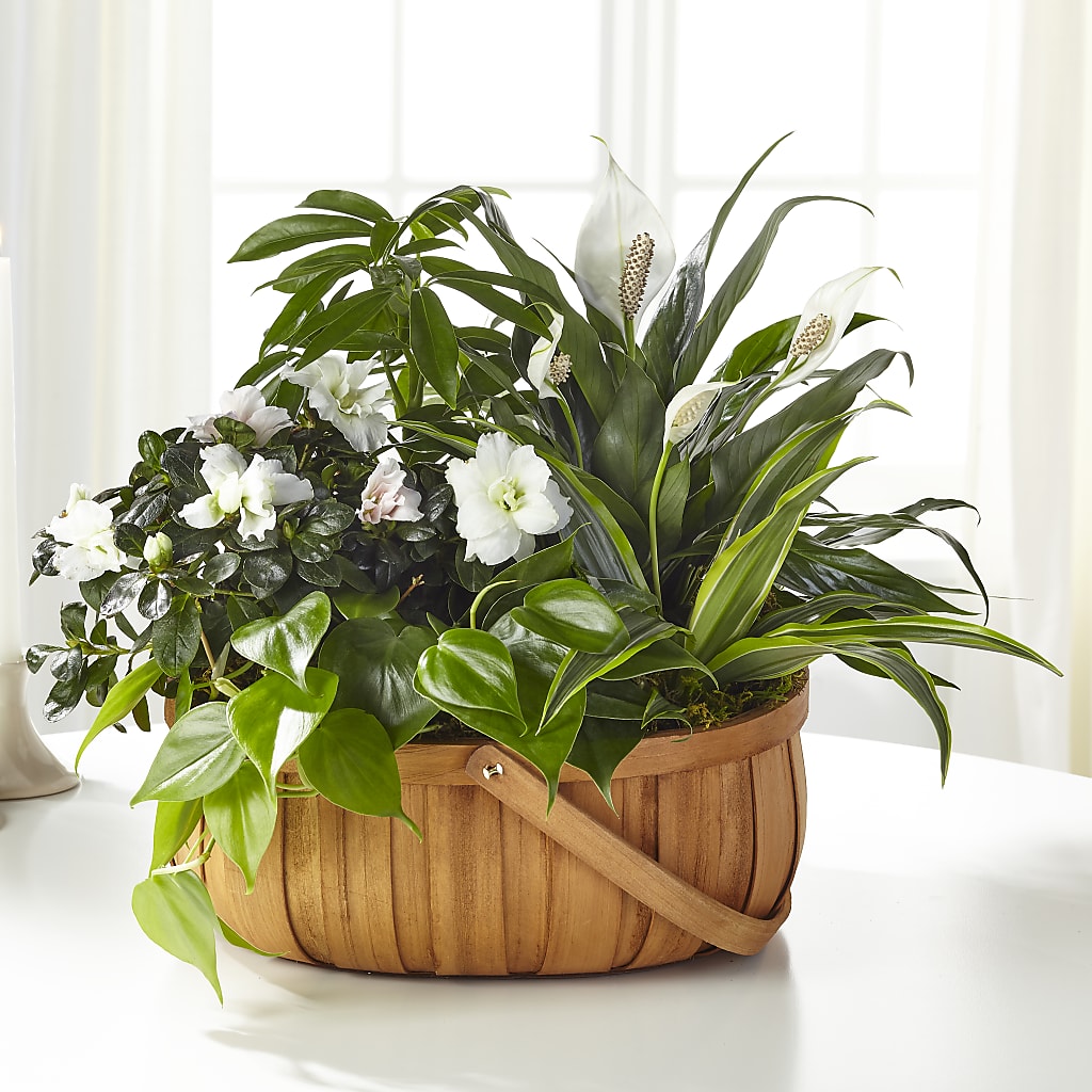 Serene Dishgarden – Main Street Floral, Superior NE