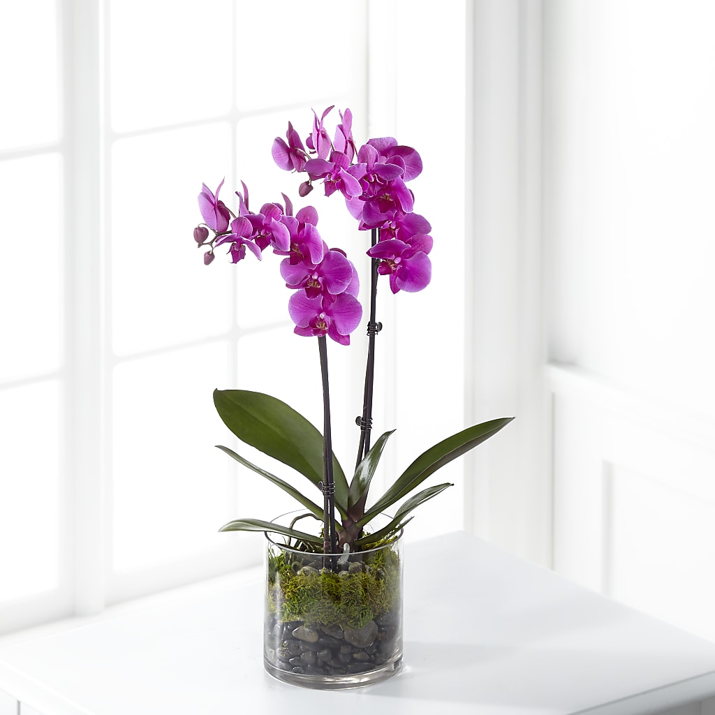 Pink Orchid Plant – Main Street Floral, Superior NE