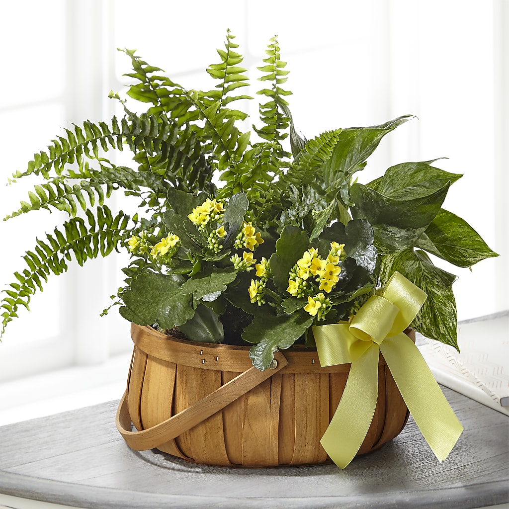 Always Dear Dishgarden – Main Street Floral, Superior NE