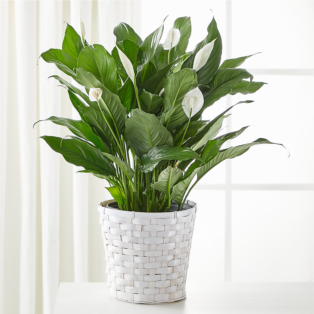 A New Leaf Peace Lily – Main Street Floral, Superior NE