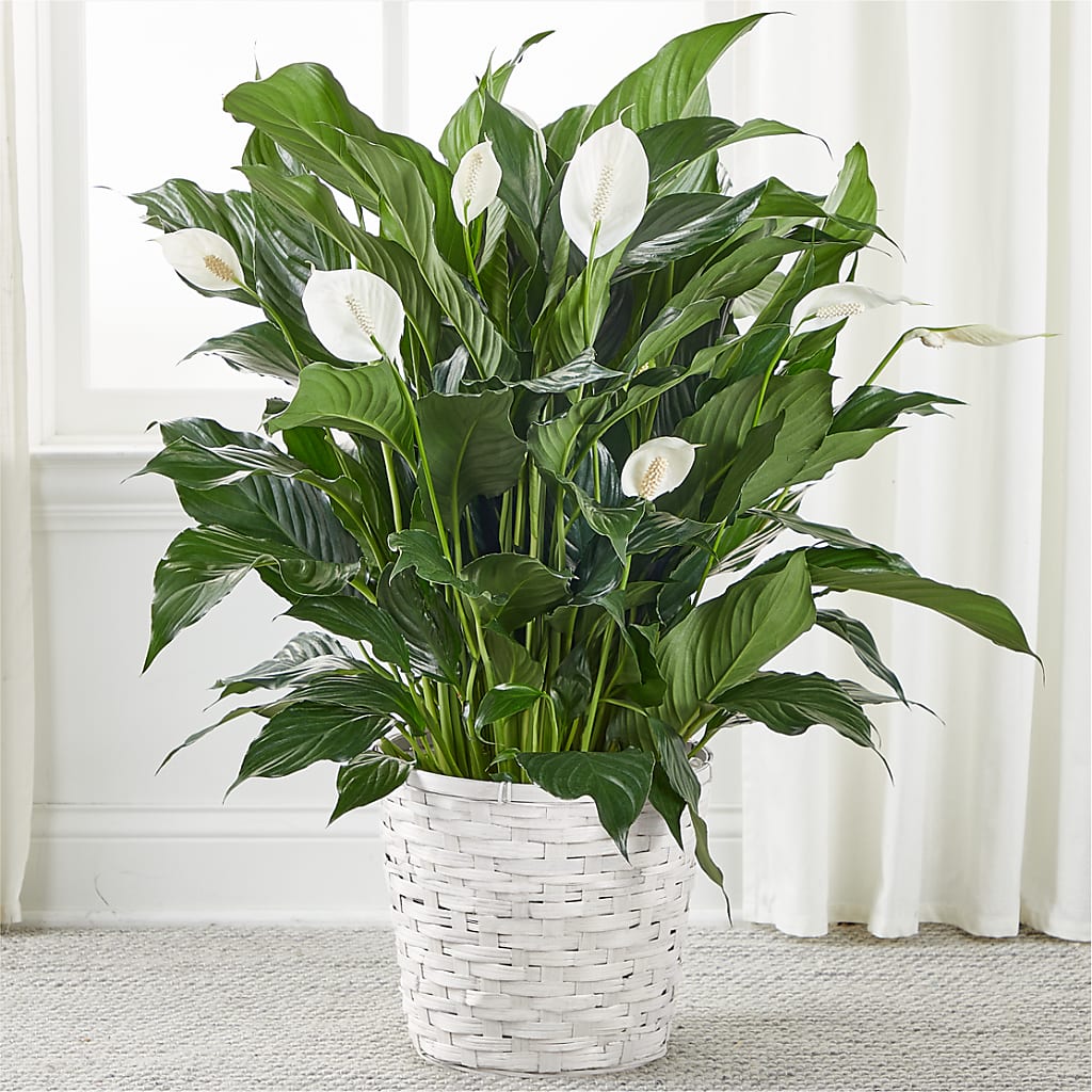 A New Leaf Peace Lily – Main Street Floral, Superior NE