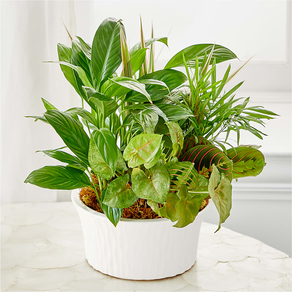 Balance & Harmony Dishgarden – Main Street Floral, Superior NE