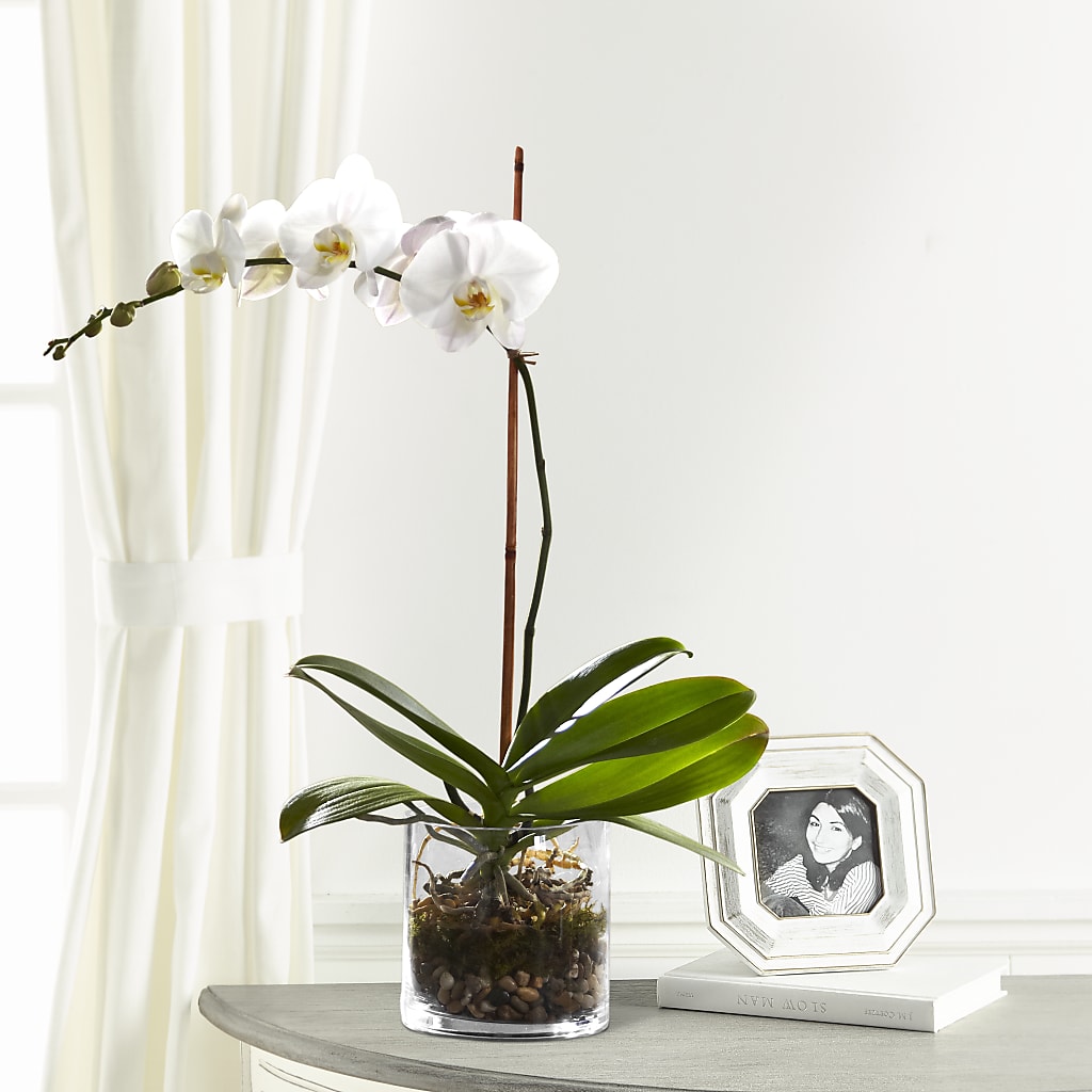 White Orchid Planter – Main Street Floral, Superior NE