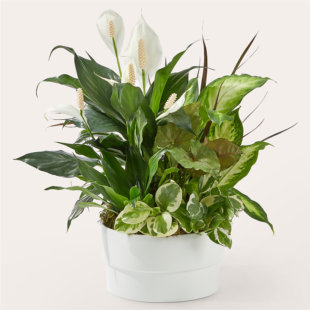 Radiating Positivity Dishgarden – Main Street Floral, Superior NE