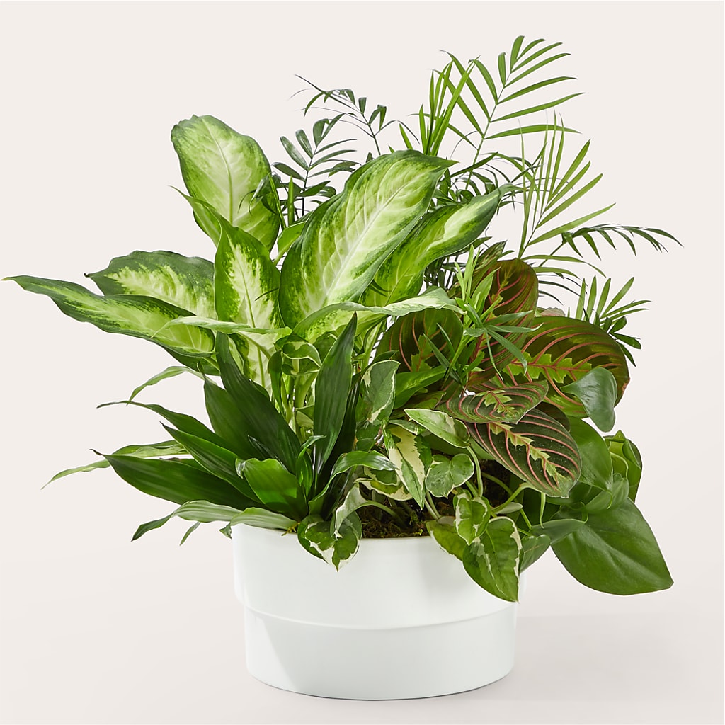 Radiating Positivity Dishgarden – Main Street Floral, Superior NE