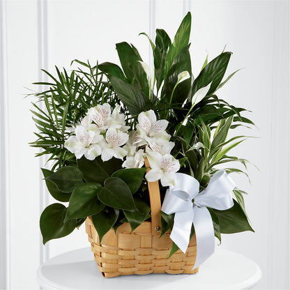 Peace & Serenity Dishgarden –  Main Street Floral, Superior NE