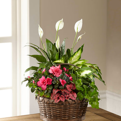 Dream in Pink Dishgarden –  Main Street Floral, Superior NE