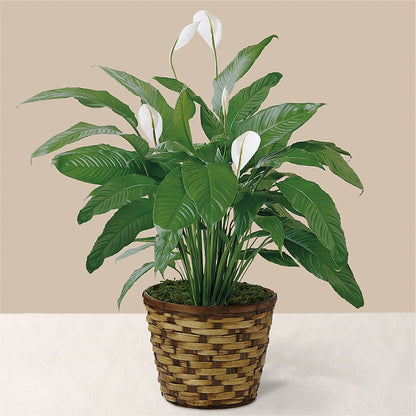 Tranquil Moments Peace Lily Plant –  Main Street Floral, Superior NE