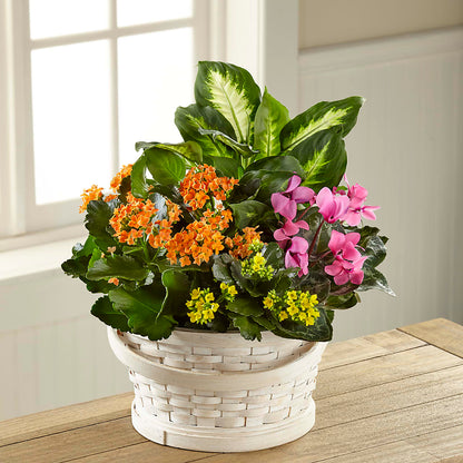 Color Crush Dishgarden –  Main Street Floral, Superior NE