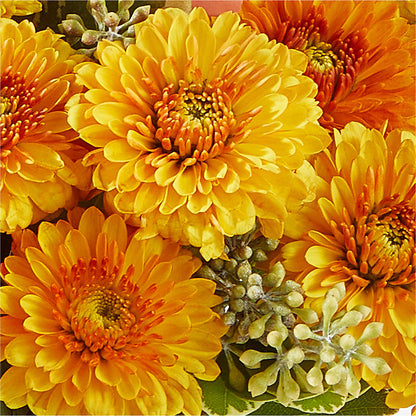 Peachy Pumpkin –  Main Street Floral, Superior NE