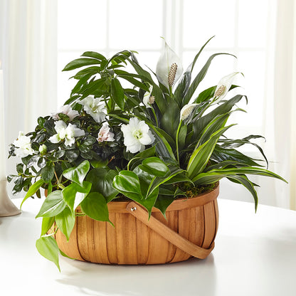 Serene Dishgarden –  Main Street Floral, Superior NE