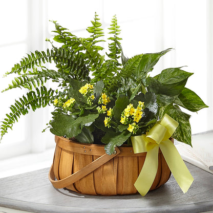 Always Dear Dishgarden –  Main Street Floral, Superior NE
