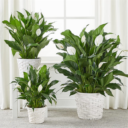 A New Leaf Peace Lily –  Main Street Floral, Superior NE