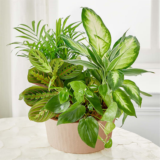 Balance & Harmony Dishgarden –  Main Street Floral, Superior NE