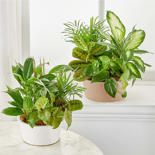 Balance & Harmony Dishgarden –  Main Street Floral, Superior NE