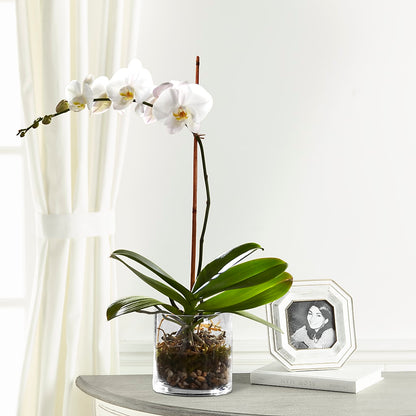 White Orchid Planter –  Main Street Floral, Superior NE